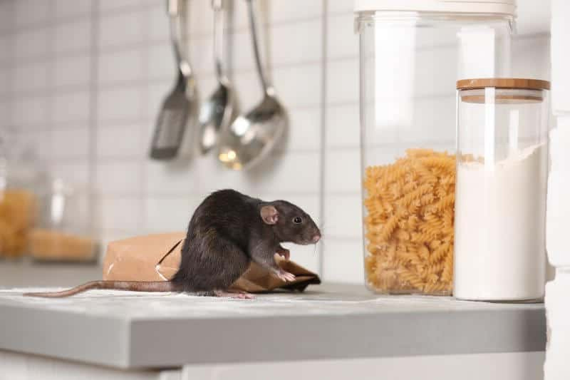 Rat and Mice Control San Antonio