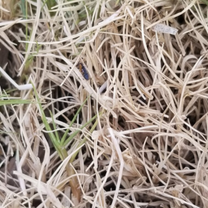 Lawn Chinch Bug Damage