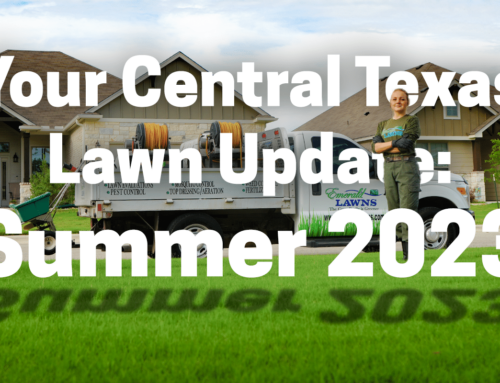 Your Central Texas Lawn Update: Summer 2023
