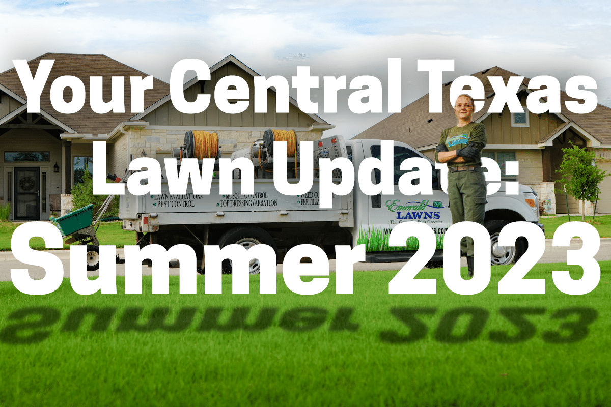 Central Texas Lawn Summer Update 2023