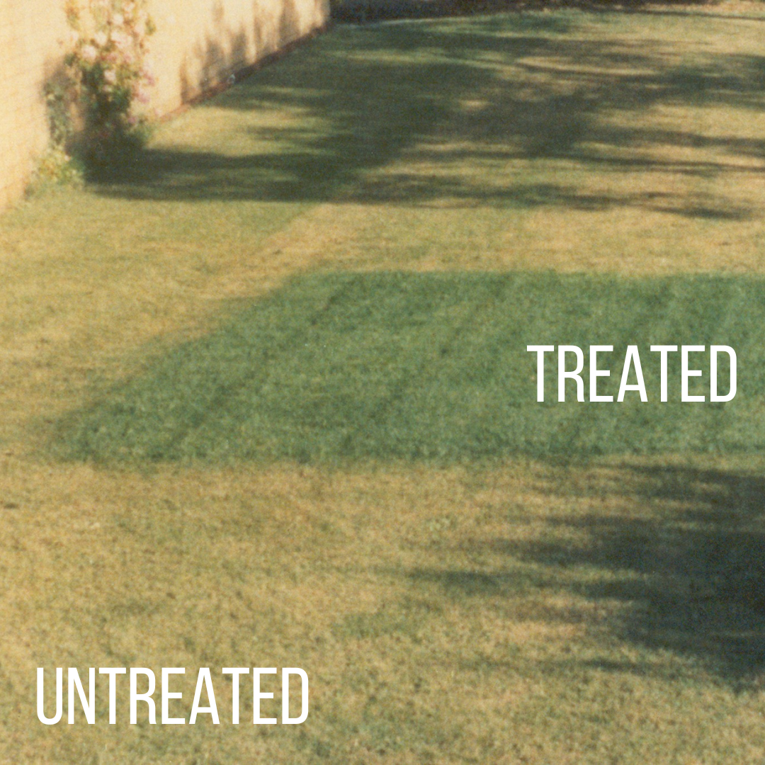 Lawn Care Treatment with Wet vs Untreated Comparison