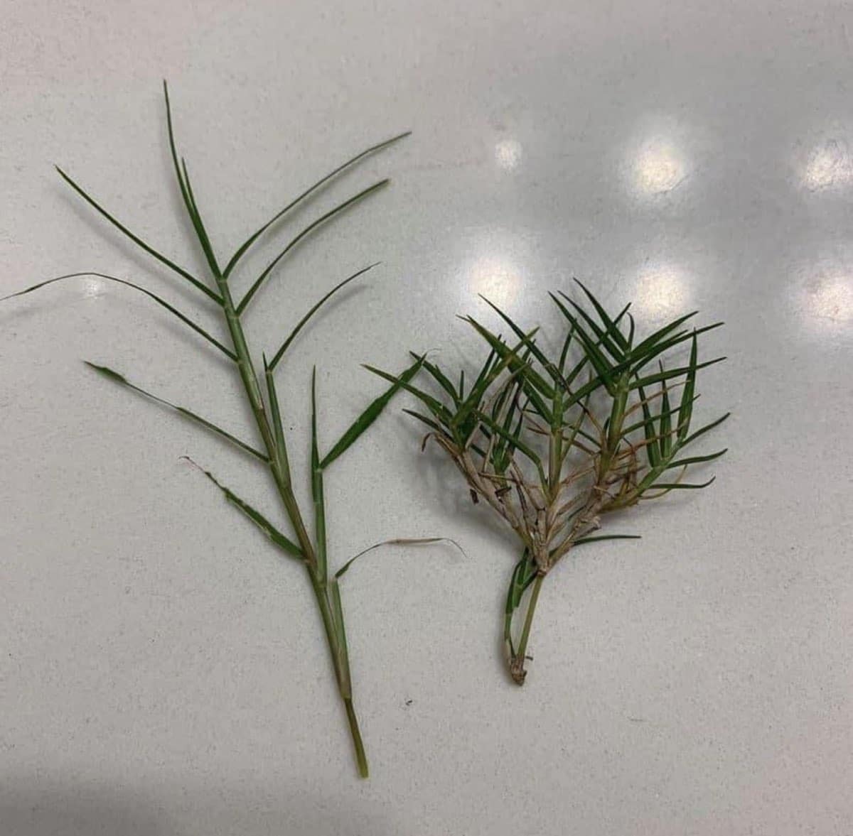 Bermuda Grass Rejuvenation