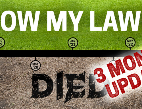 How My Lawn Died – 3 Month Update