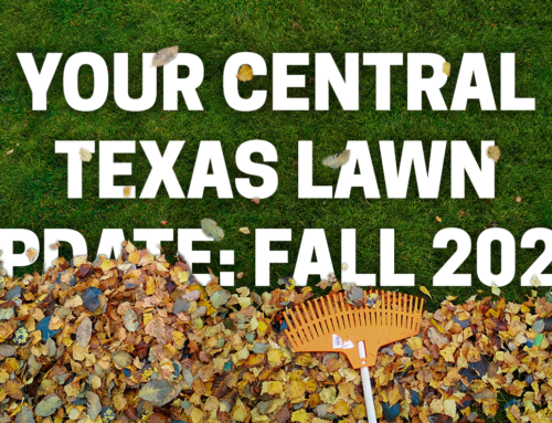 Your Central Texas Lawn Update: Fall 2023