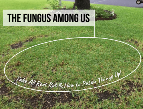 The Fungus Among Us: Take-All Root Rot & How to Patch Things Up!