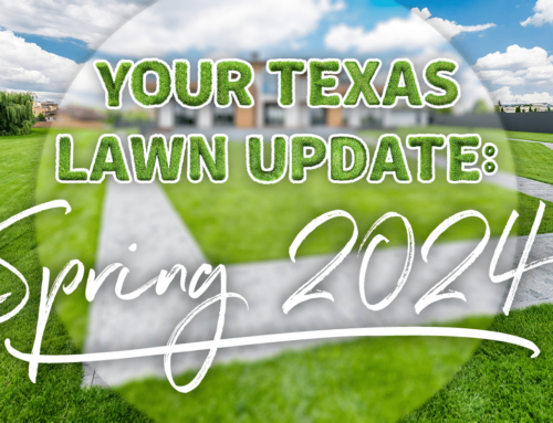 Your Texas Lawn Update: Spring 2024