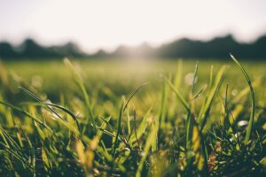Dealing with Lawn Heat Stress