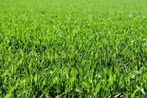 Heat Stress with Texas Lawns