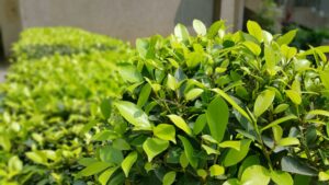 The Best Shrubs for Your Texas Landscaping