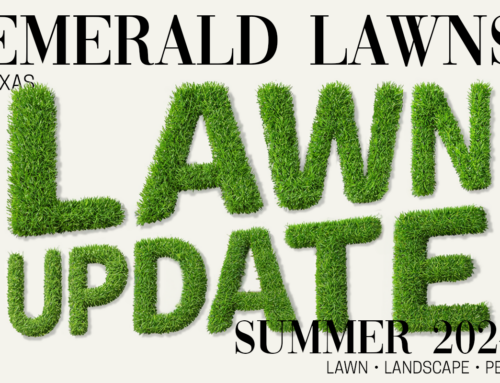 Your Texas Lawn Update: Summer 2024