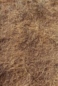 Brown grass from heat