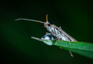 Cinch Bug Control By Emerald Lawns
