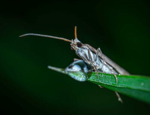 Top 5 Lawn Pests in Texas and How to Detect Them Early