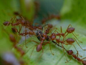 Texas fire ant control services
