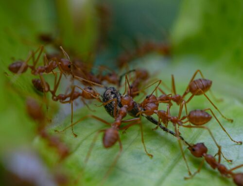 How to Fight Texas Fire Ants and Win!