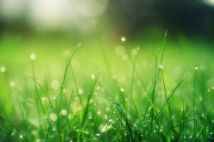 nutrient deficient lawn care