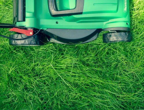 What are the Common Signs of Nutrient Deficiencies in a Texas Lawn and How Can They Be Fixed?