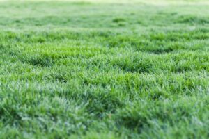 texas nutrient deficient lawn care