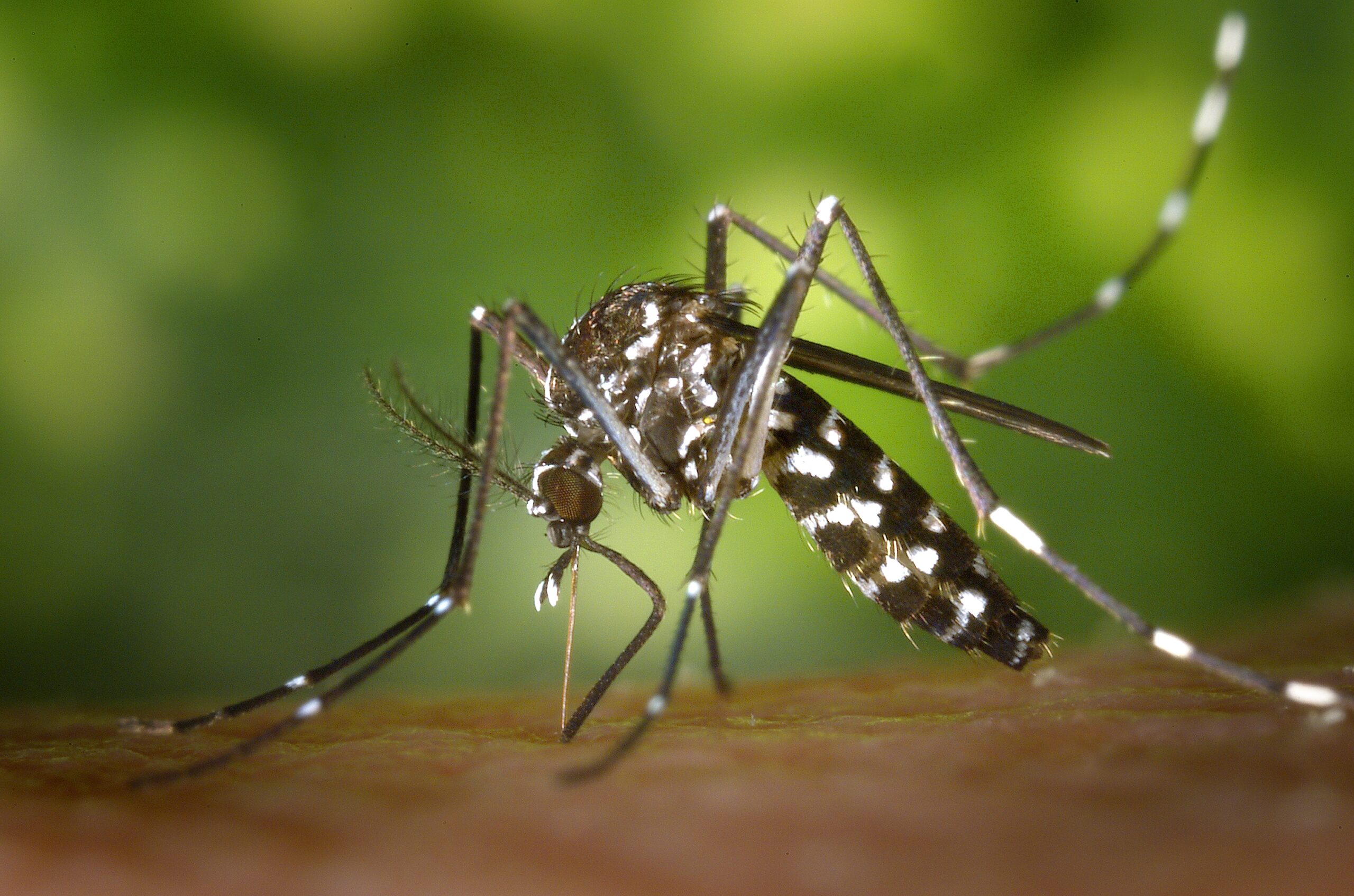 Aedes mosquito